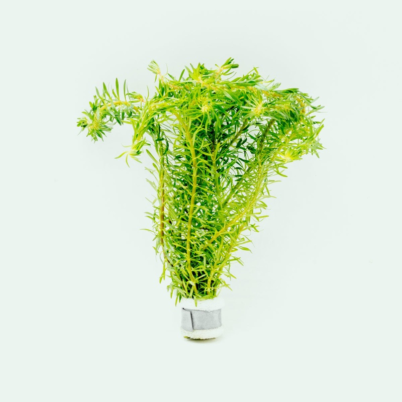 Rotala Bossii