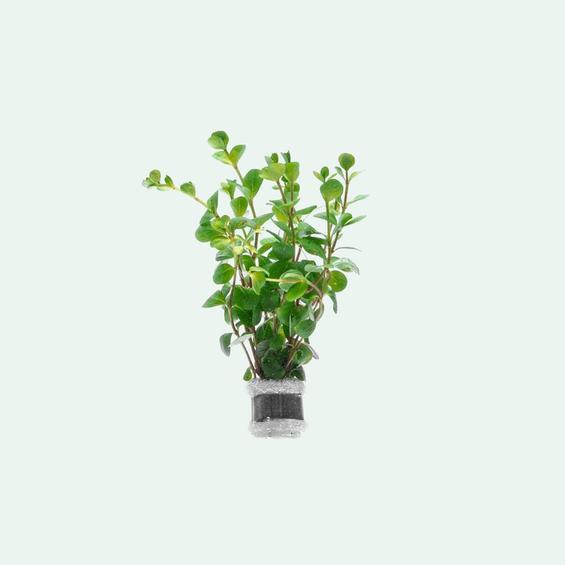 Rotala Ceylon