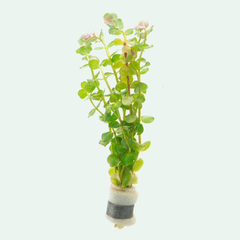 Rotala Coin Leaf