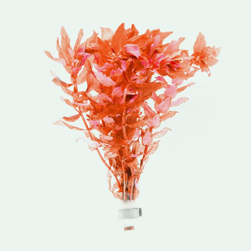 Rotala Macrandra Red