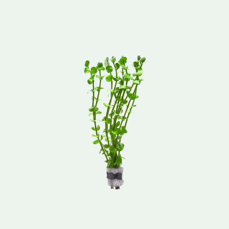 Rotala Mexicana