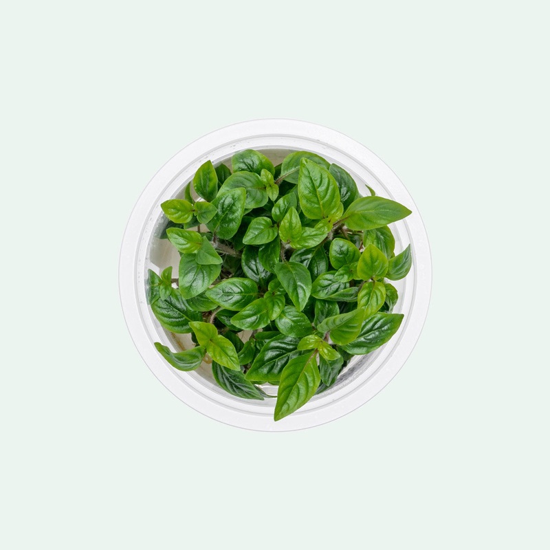 Staurogyne Bihar