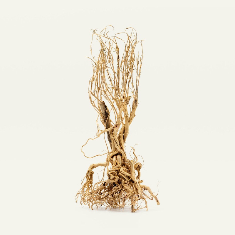 Tangled Tree Root Driftwood