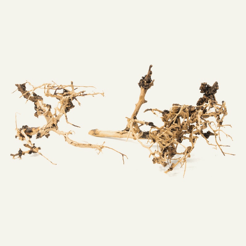 Tree Branch Driftwood