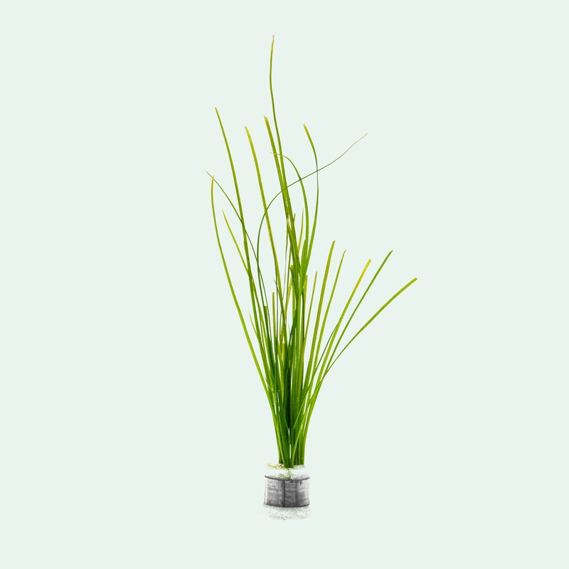 Vallisneria Nana