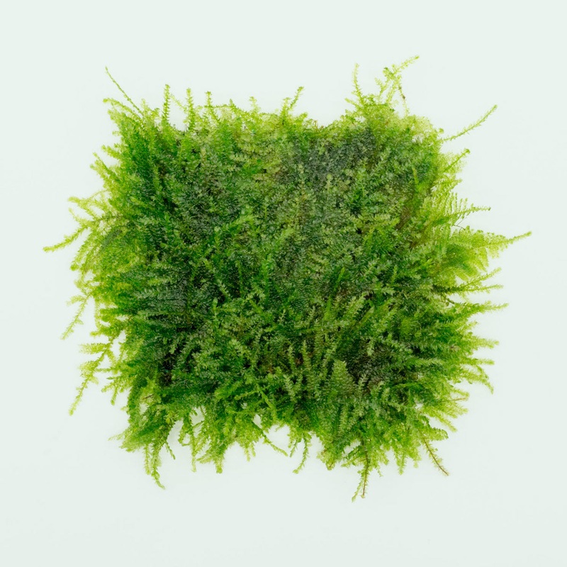 Weeping Moss Large Mat
