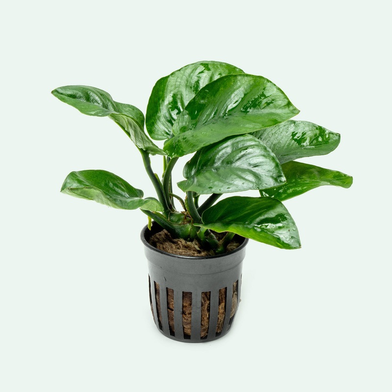 Anubias Barteri Butterfly
