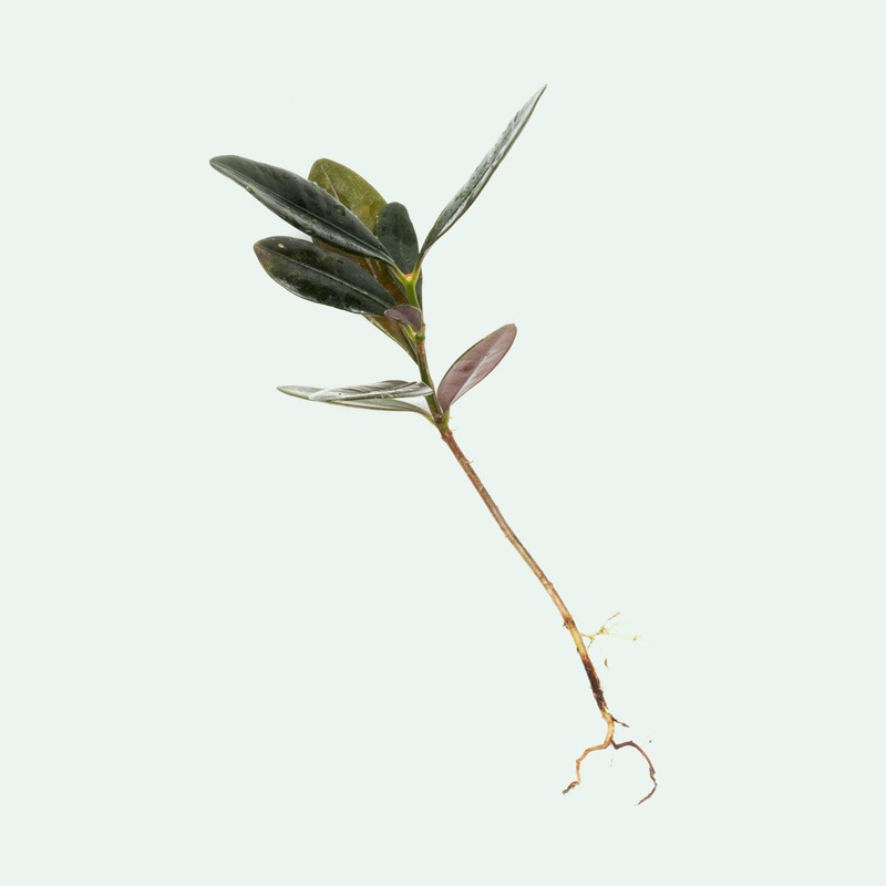 Ardisia Black Type 2