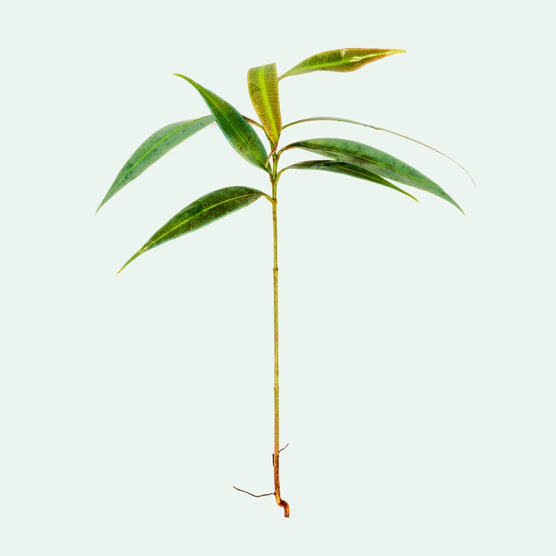 Ardisia Blue