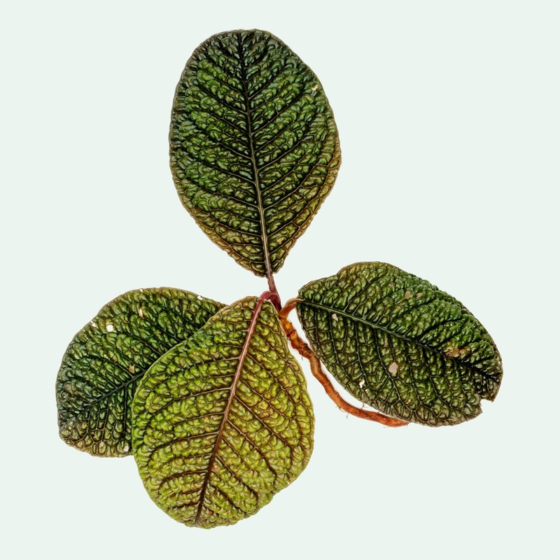 Ardisia Dino