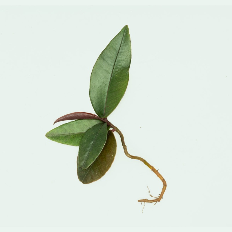 Ardisia Pink Lips