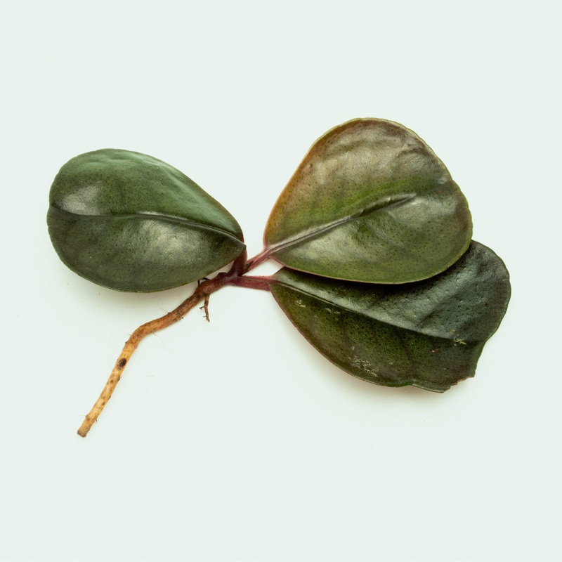 Ardisia Sp Green