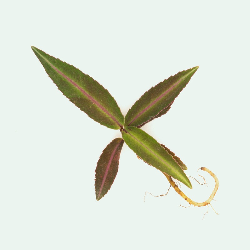 Ardisia Sp Pink Line Type 1