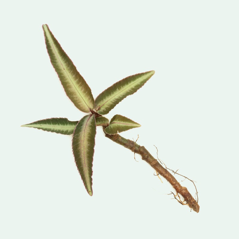 Ardisia Sp Pink Line Type 2