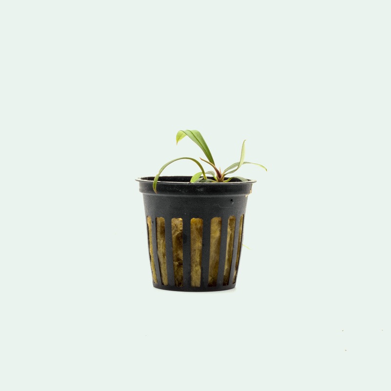 Aridarum Mini