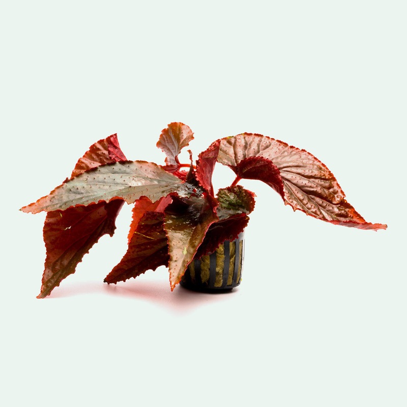 Begonia Arabian Sunset