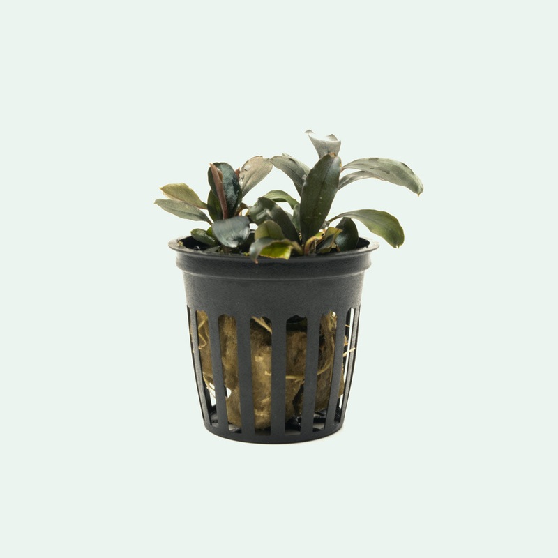 Bucephalandra Black Pearl