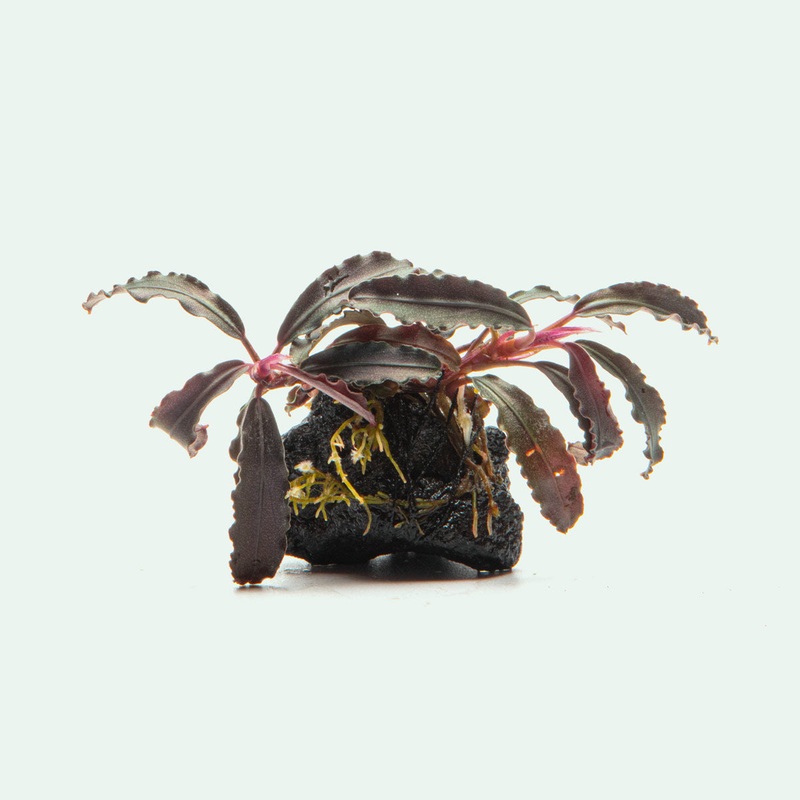 Bucephalandra Godzilla Lava Stone