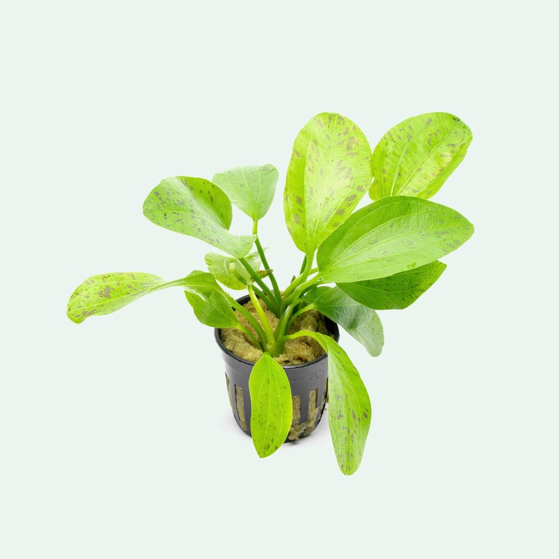 Echinodorus Ozelot Green