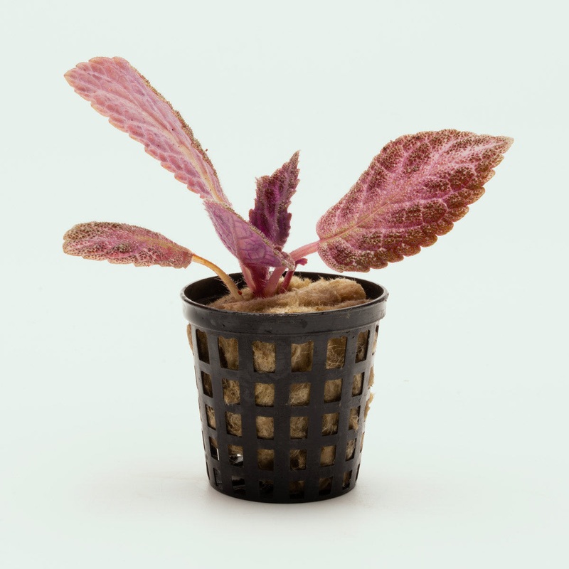 Episcia Cupreata