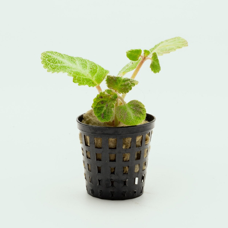 Episcia Lil Lemon
