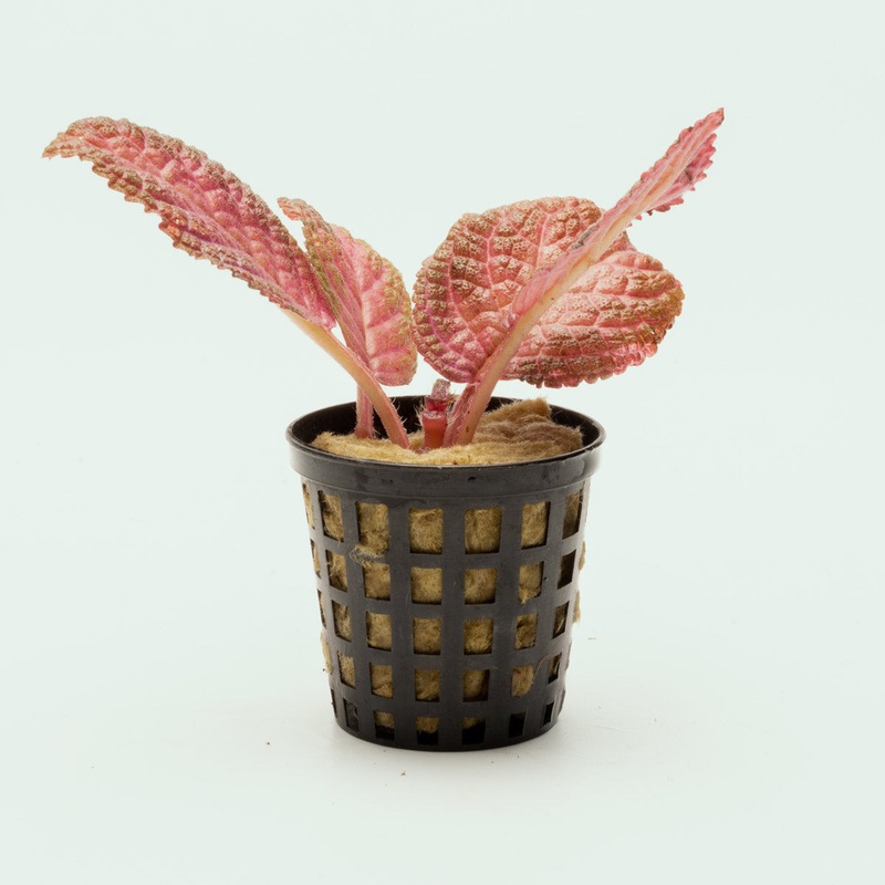 Episcia Ruby Red