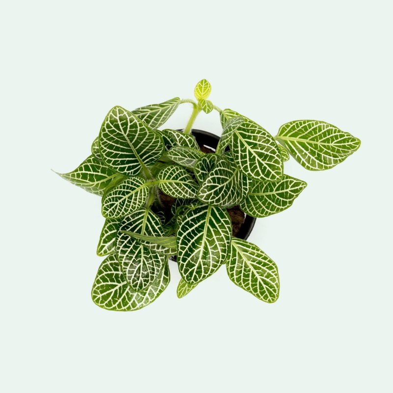 Fittonia Albivenis