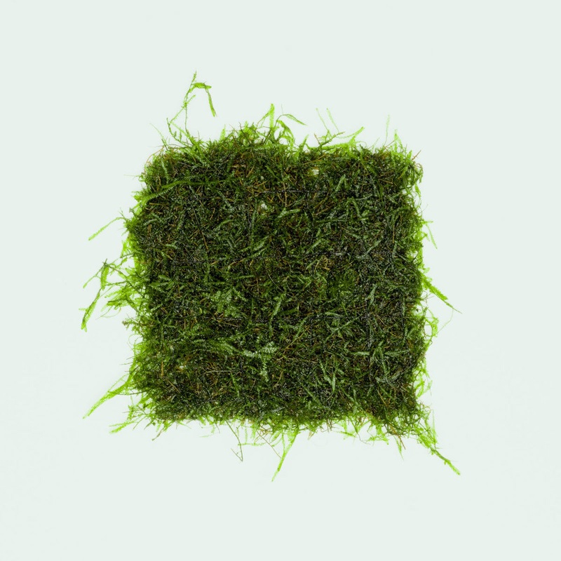 Java Moss Large Mat