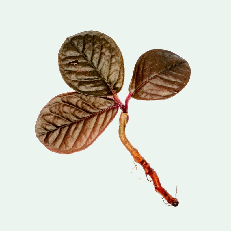 Labisia Sp Brown