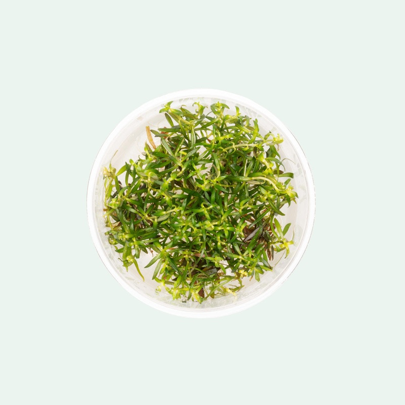 Ludwigia Arcuata Tissue Culture