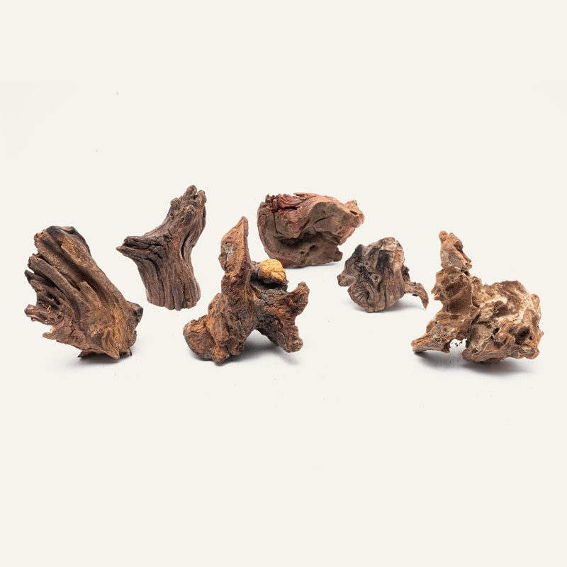 Malaysian Driftwood Stump