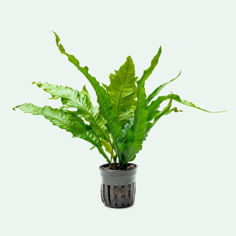 Microsorum Pteropus Sunrise