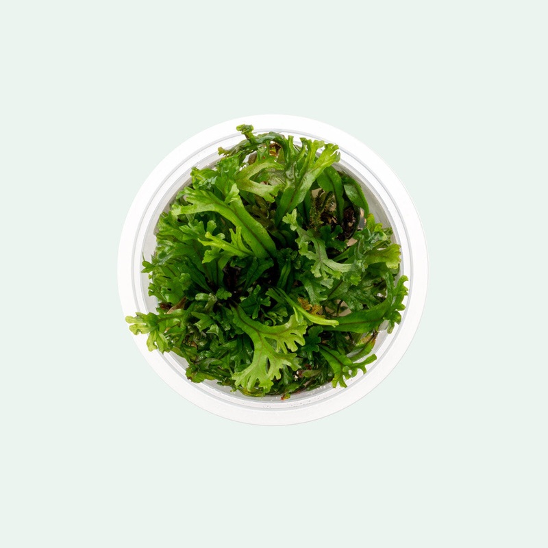 Microsorum Pteropus 'Windelov' Tissue Culture