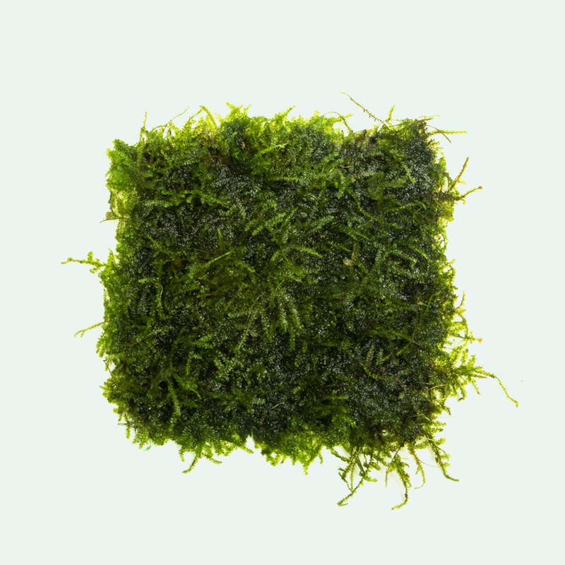 Mini Christmas Moss Large Mat