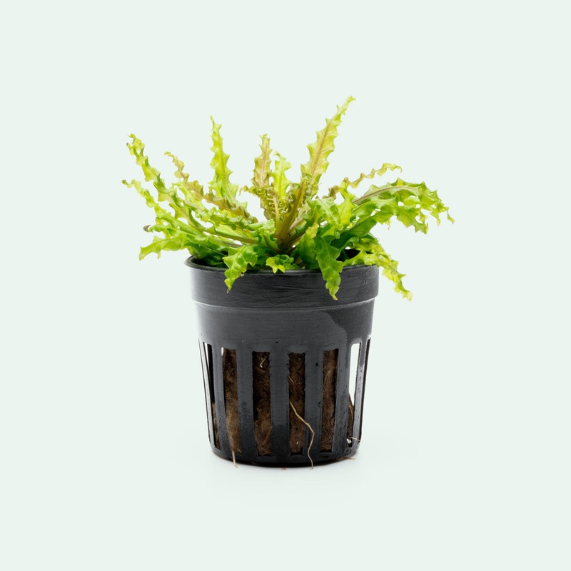 Pogostemon Helferi Downoi Red