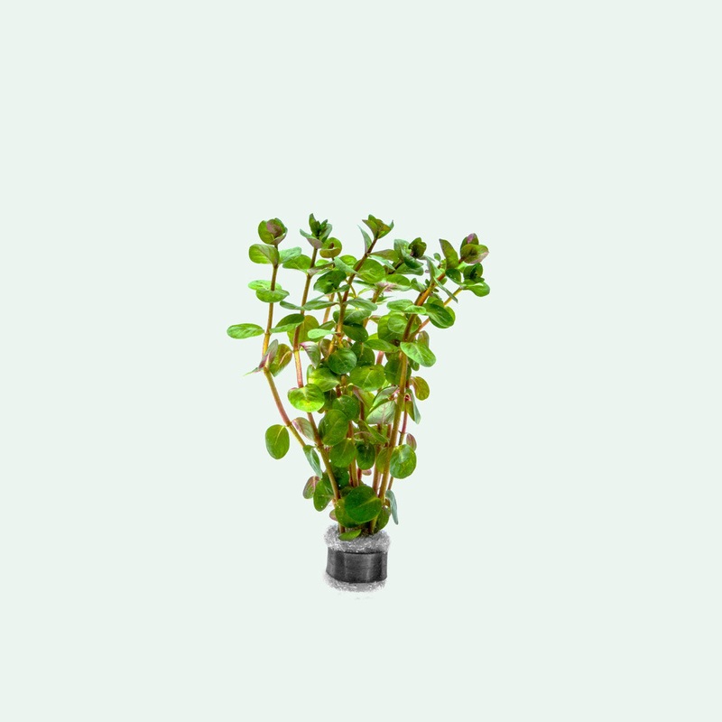 Rotala Fujian