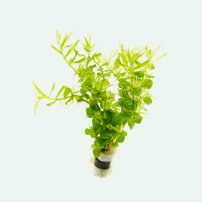 Rotala Green
