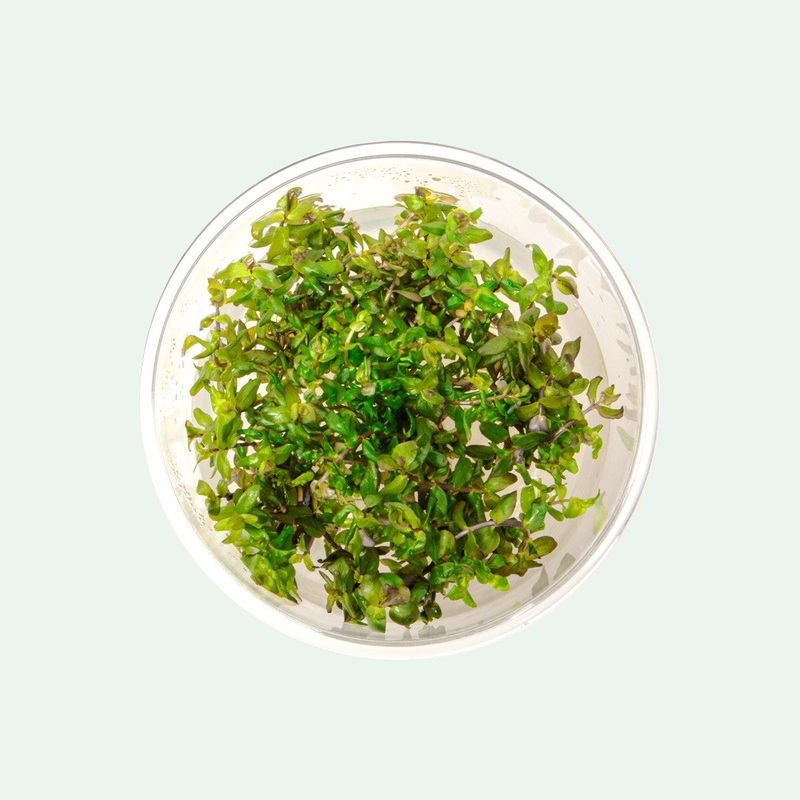 Rotala Macrandra Tissue Culture