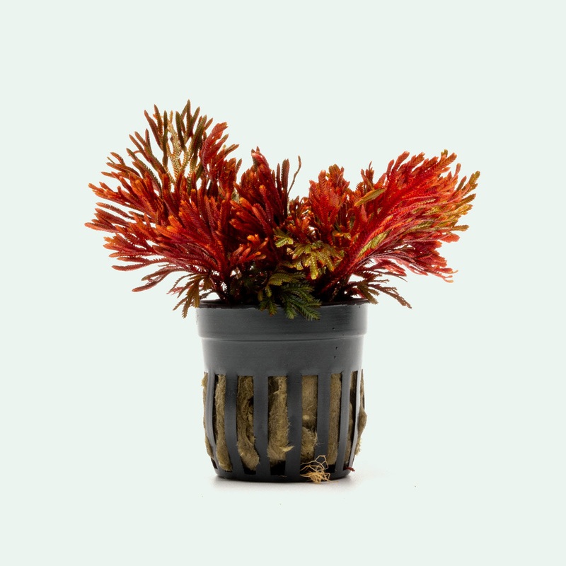 Selaginella Erythropus Sanguinea