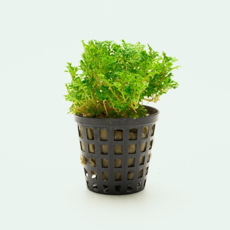 Selaginella Indonesia