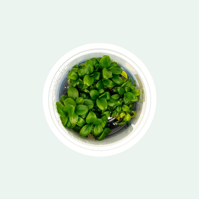 Spathiphyllum Wallisii Tissue Culture