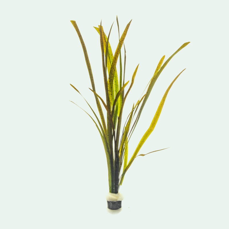 Vallisneria Spiralis Leopard