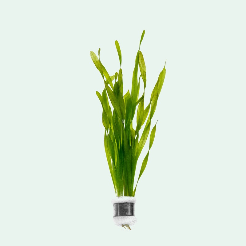 Vallisneria Torta