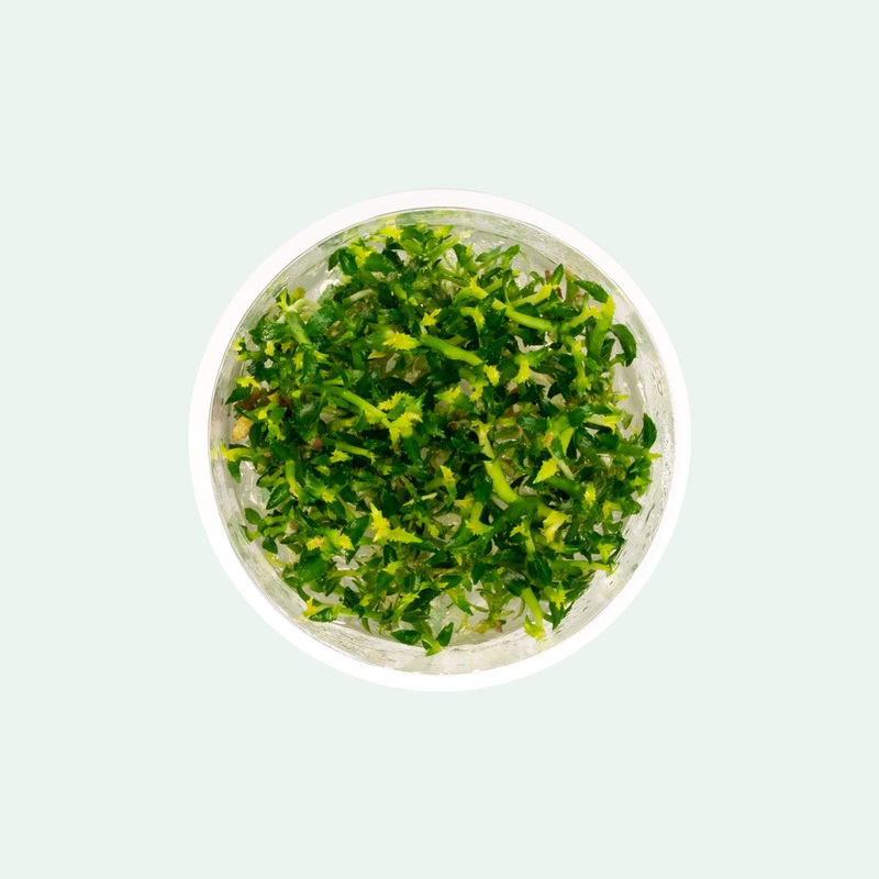 Ammania Towuti Tissue Culture