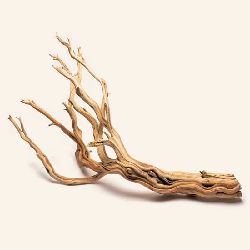 Ghost Wood