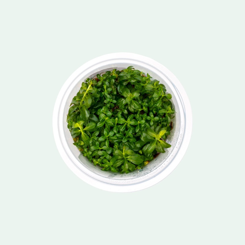 Ludwigia Dark Orange Tissue Culture