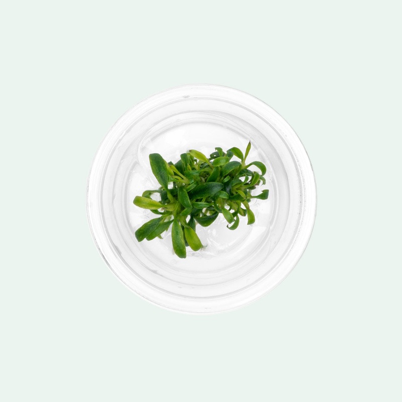 Anubias Minima Dragon Claw