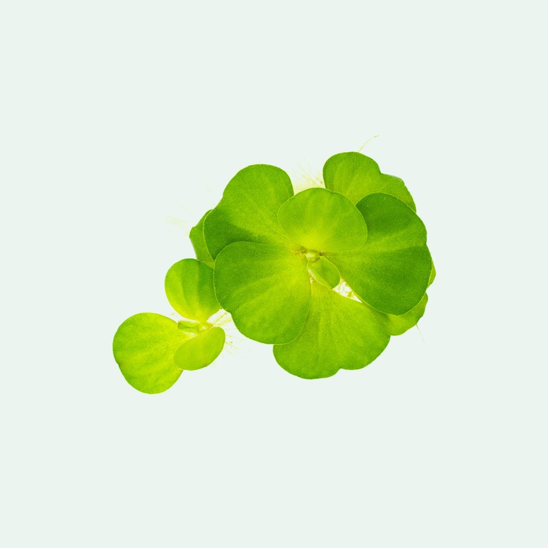 Assorted Floating Plant Bag