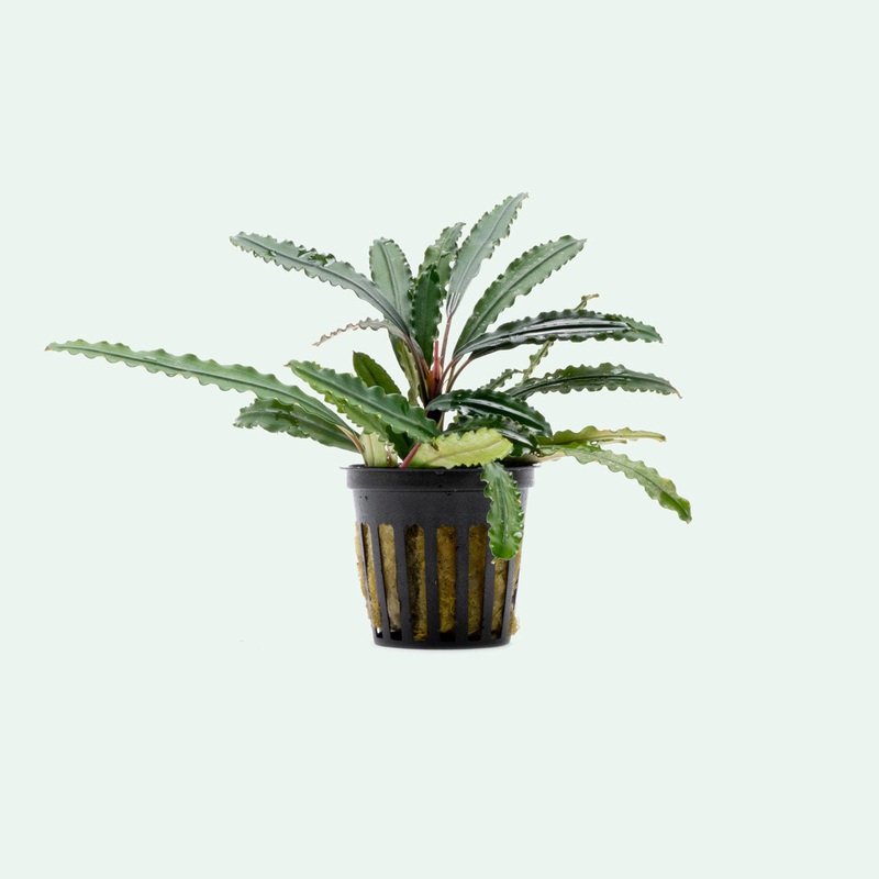 Bucephalandra Green Godzilla