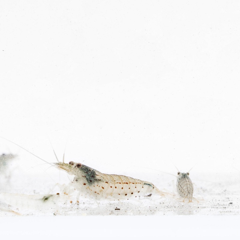 Caridina Multidentata Amano Shrimp